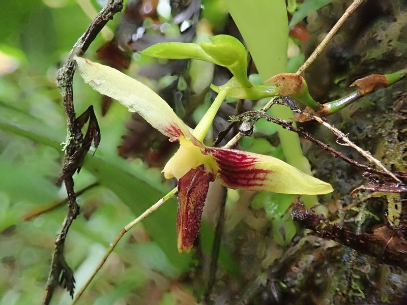 Bulbophyllum tahitense photo 4