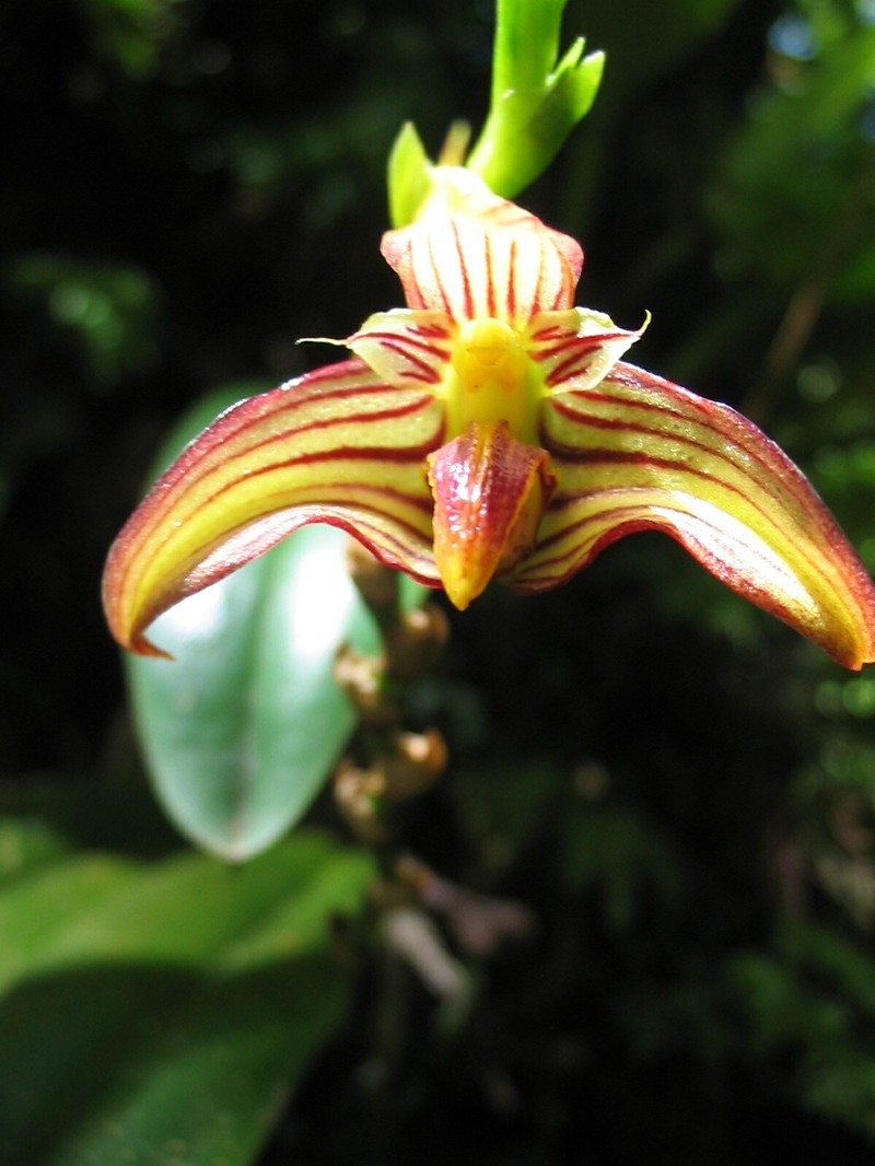 Bulbophyllum tahitense photo 6