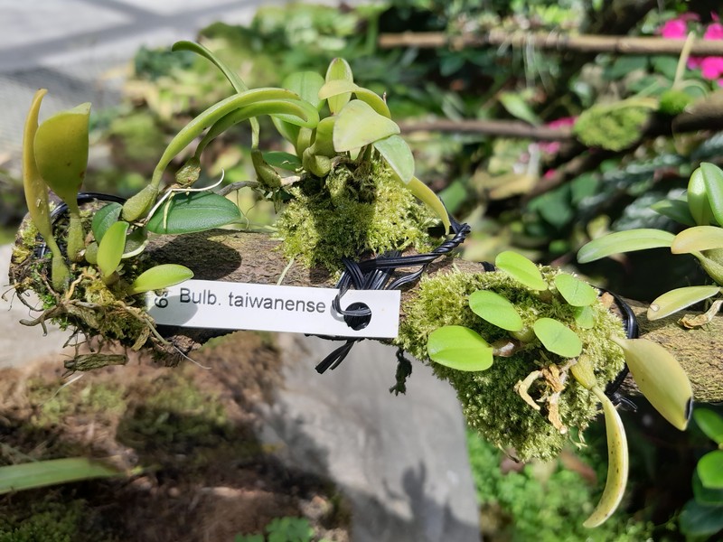 Bulbophyllum taiwanense