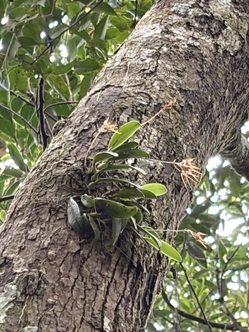 Bulbophyllum taiwanense photo 2