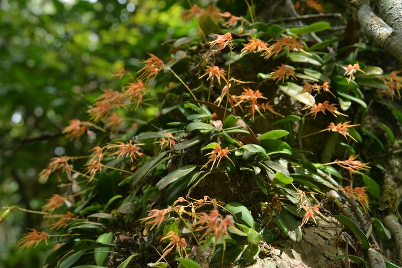 Bulbophyllum taiwanense photo 3