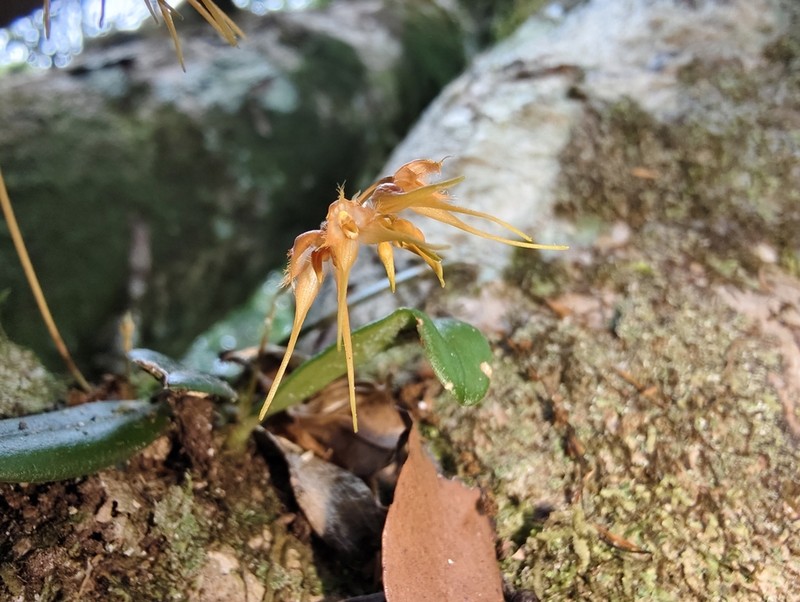 Bulbophyllum taiwanense photo 5