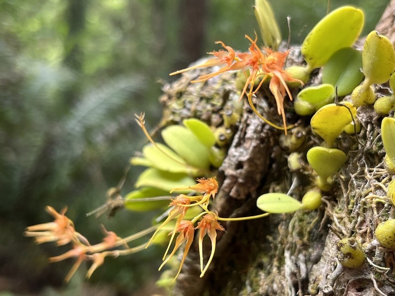 Bulbophyllum taiwanense photo 6