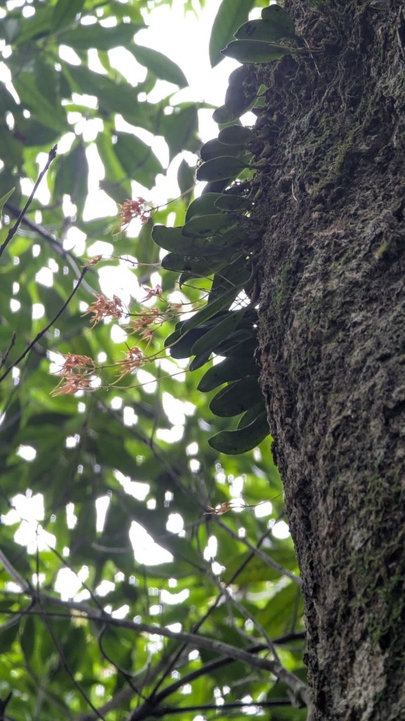 Bulbophyllum taiwanense photo 7