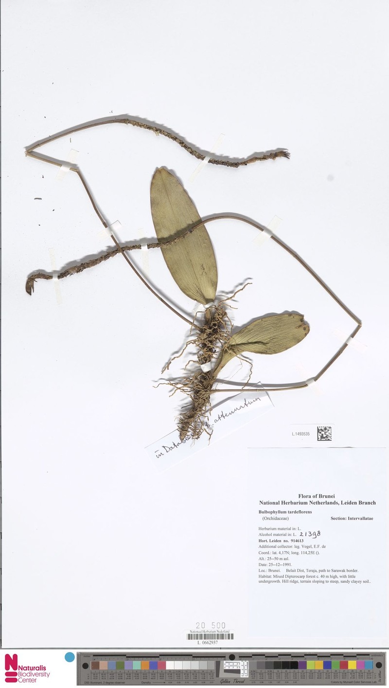 Bulbophyllum tardeflorens