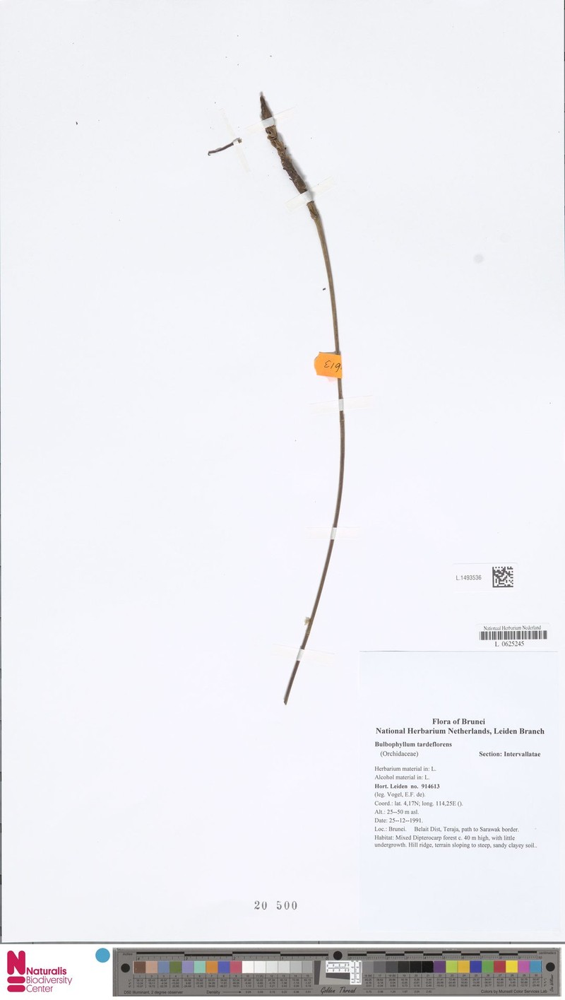 Bulbophyllum tardeflorens photo 2