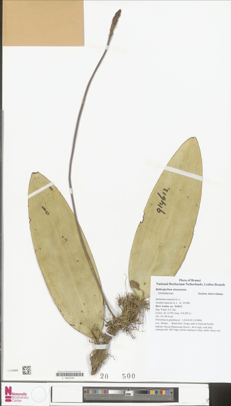 Bulbophyllum tardeflorens photo 3