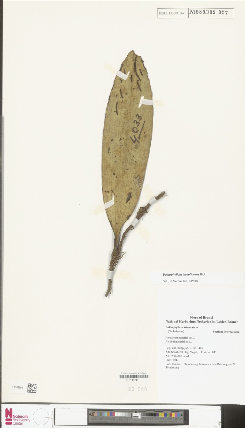 Bulbophyllum tardeflorens photo 4