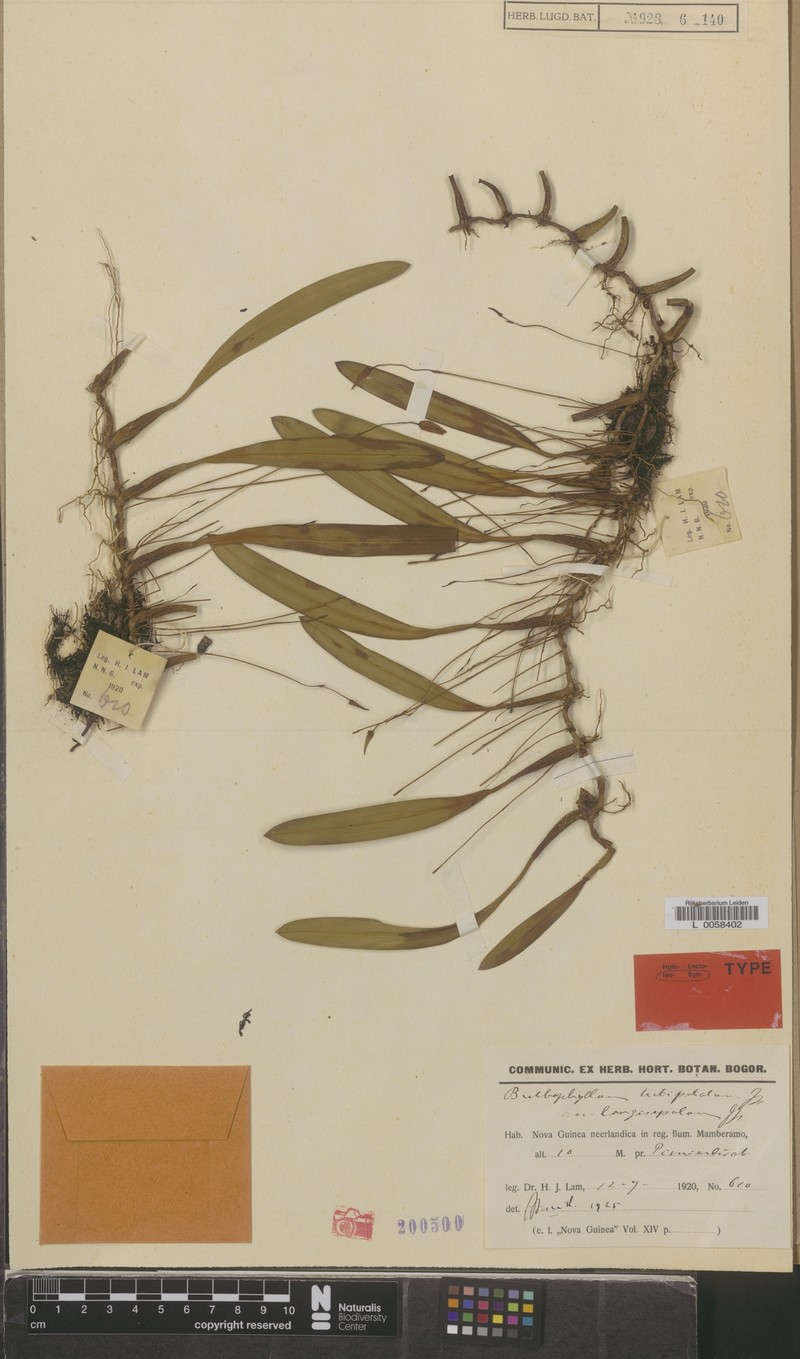 Bulbophyllum tectipetalum