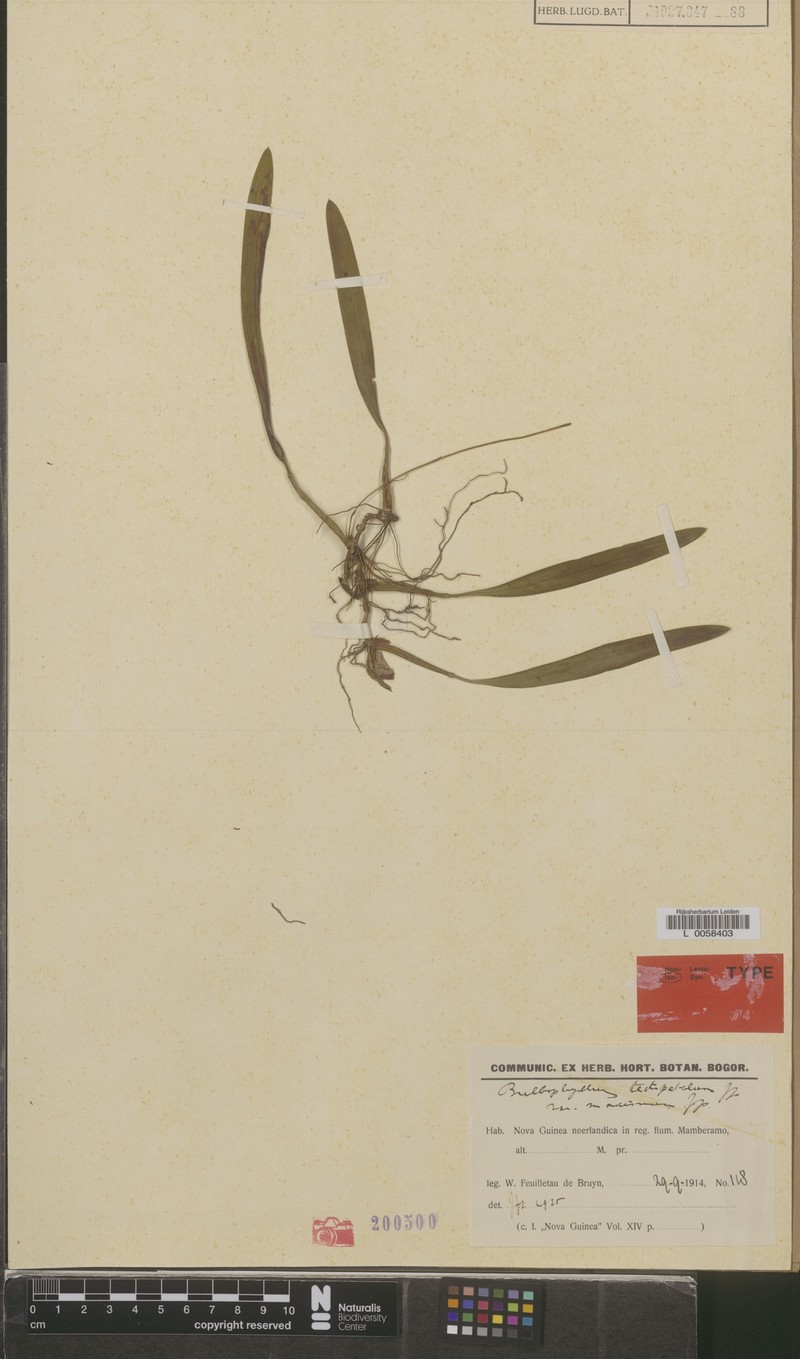 Bulbophyllum tectipetalum photo 2