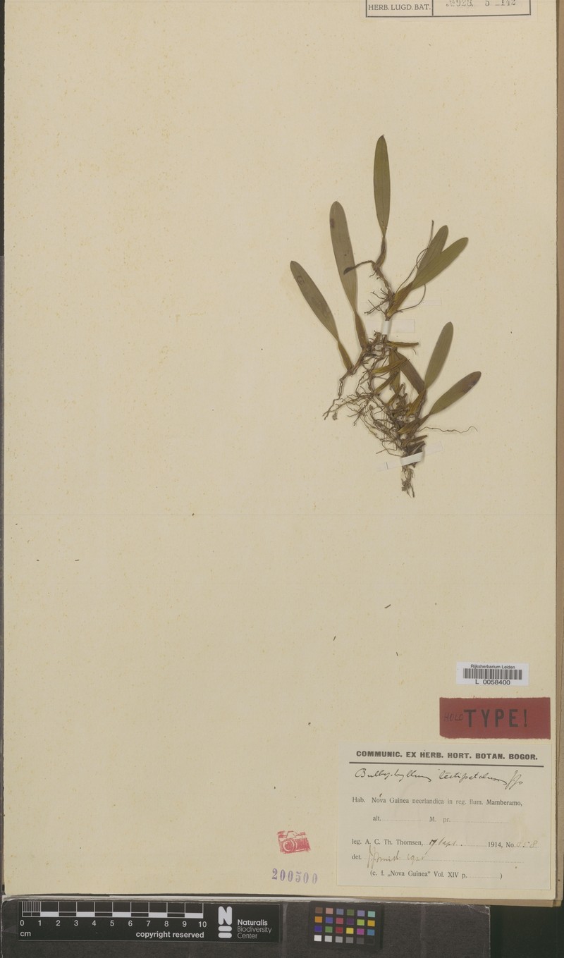 Bulbophyllum tectipetalum photo 3