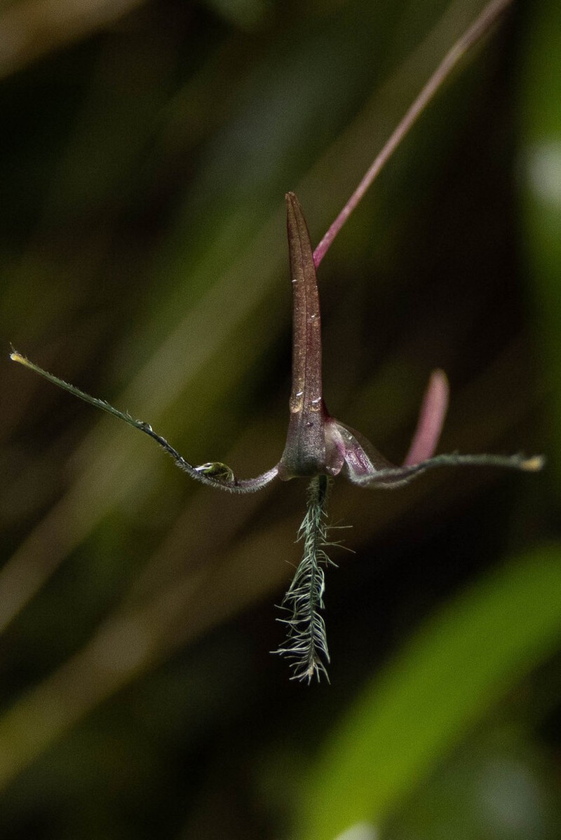 Bulbophyllum tentaculiferum