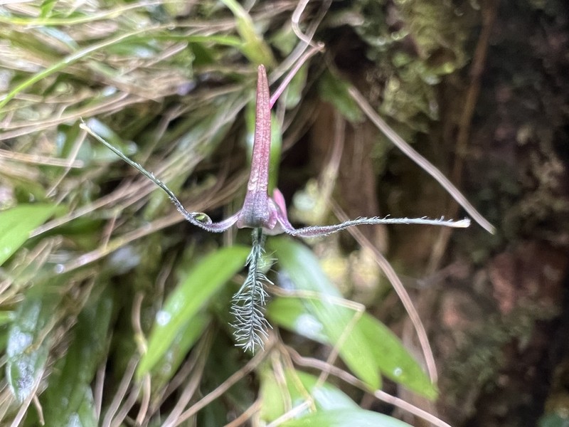 Bulbophyllum tentaculiferum photo 2