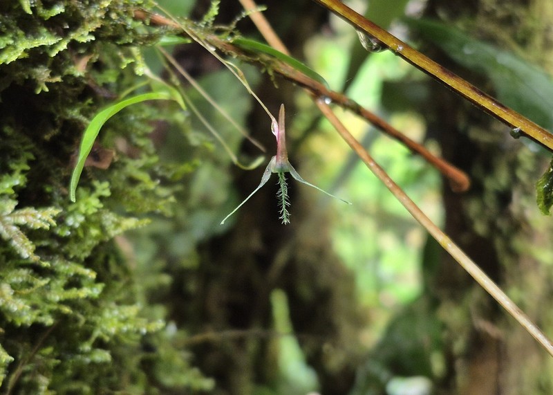 Bulbophyllum tentaculiferum photo 4
