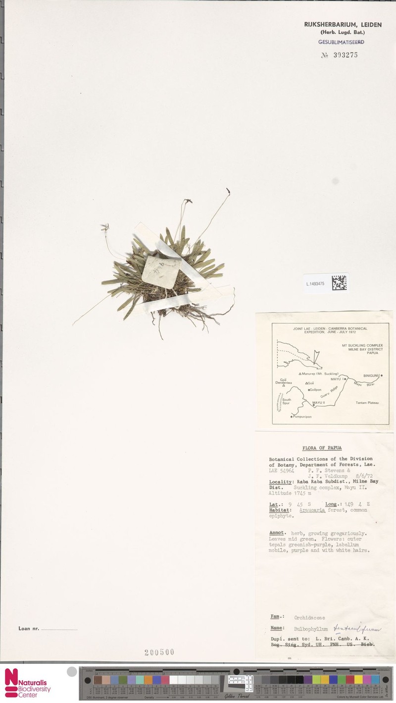Bulbophyllum tentaculiferum photo 5