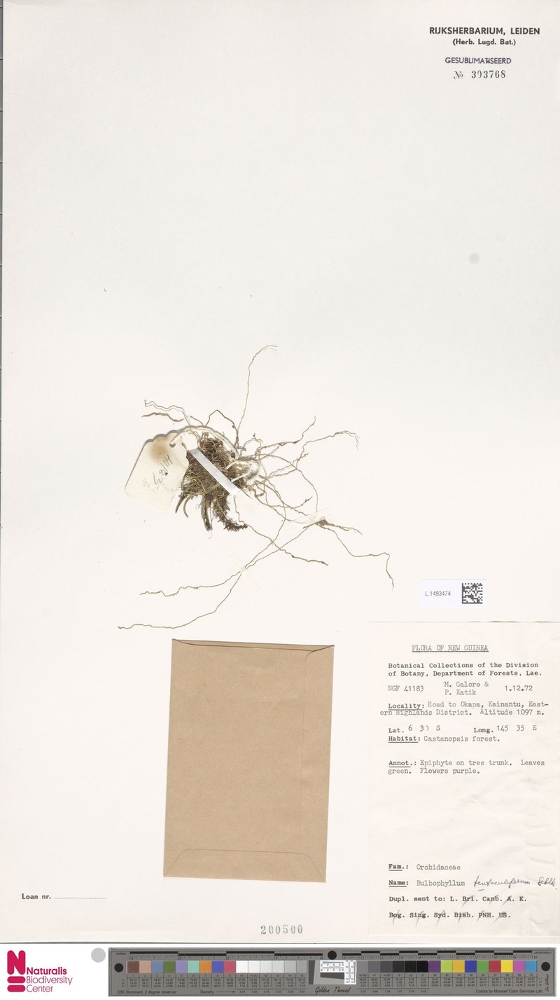 Bulbophyllum tentaculiferum photo 6