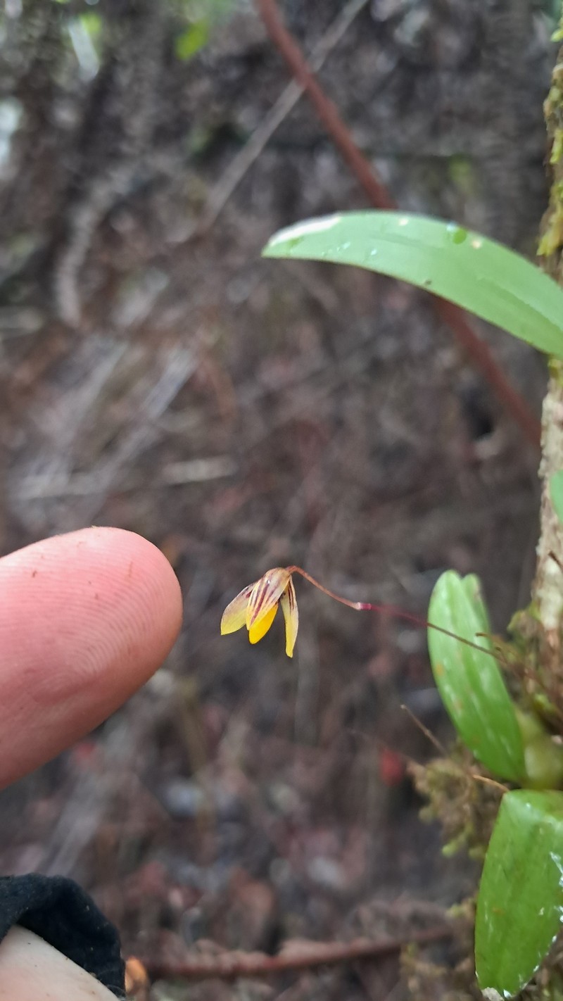 Bulbophyllum tenuifolium photo 3