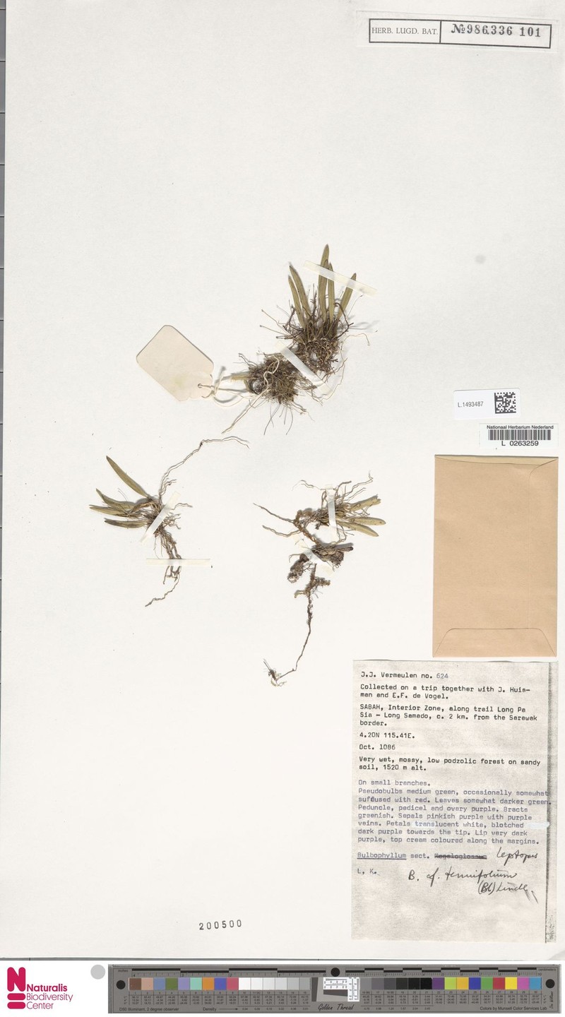 Bulbophyllum tenuifolium photo 4