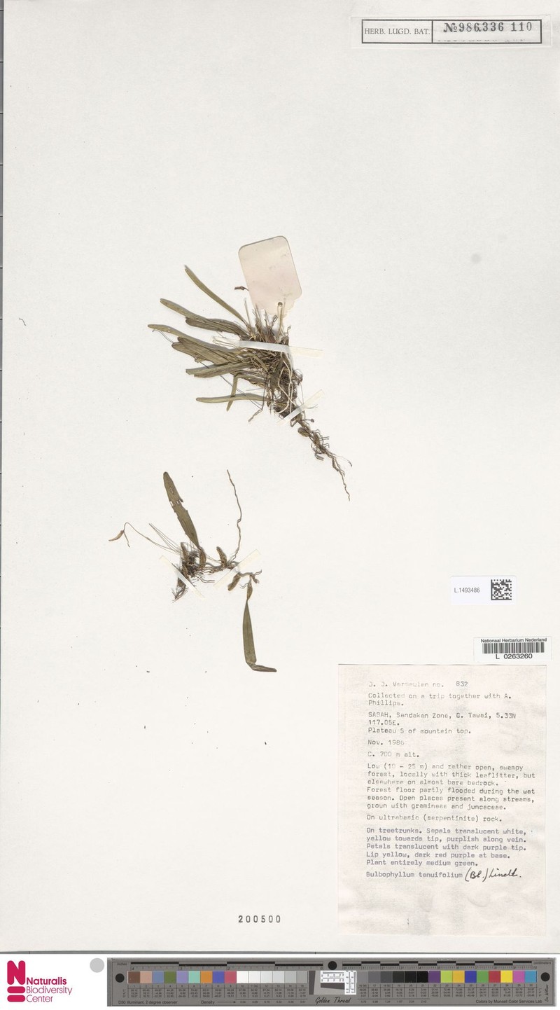 Bulbophyllum tenuifolium photo 5