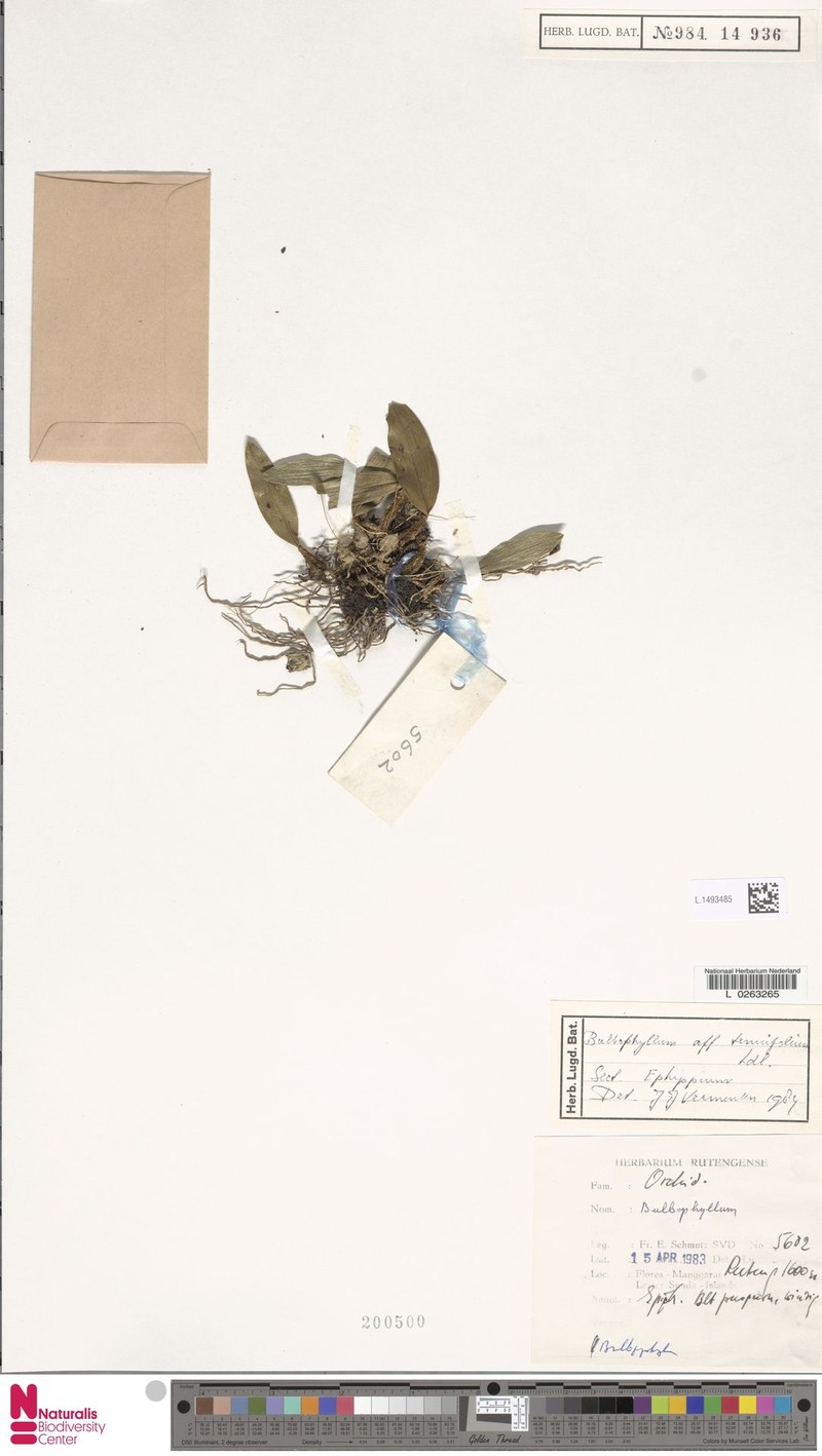 Bulbophyllum tenuifolium photo 6