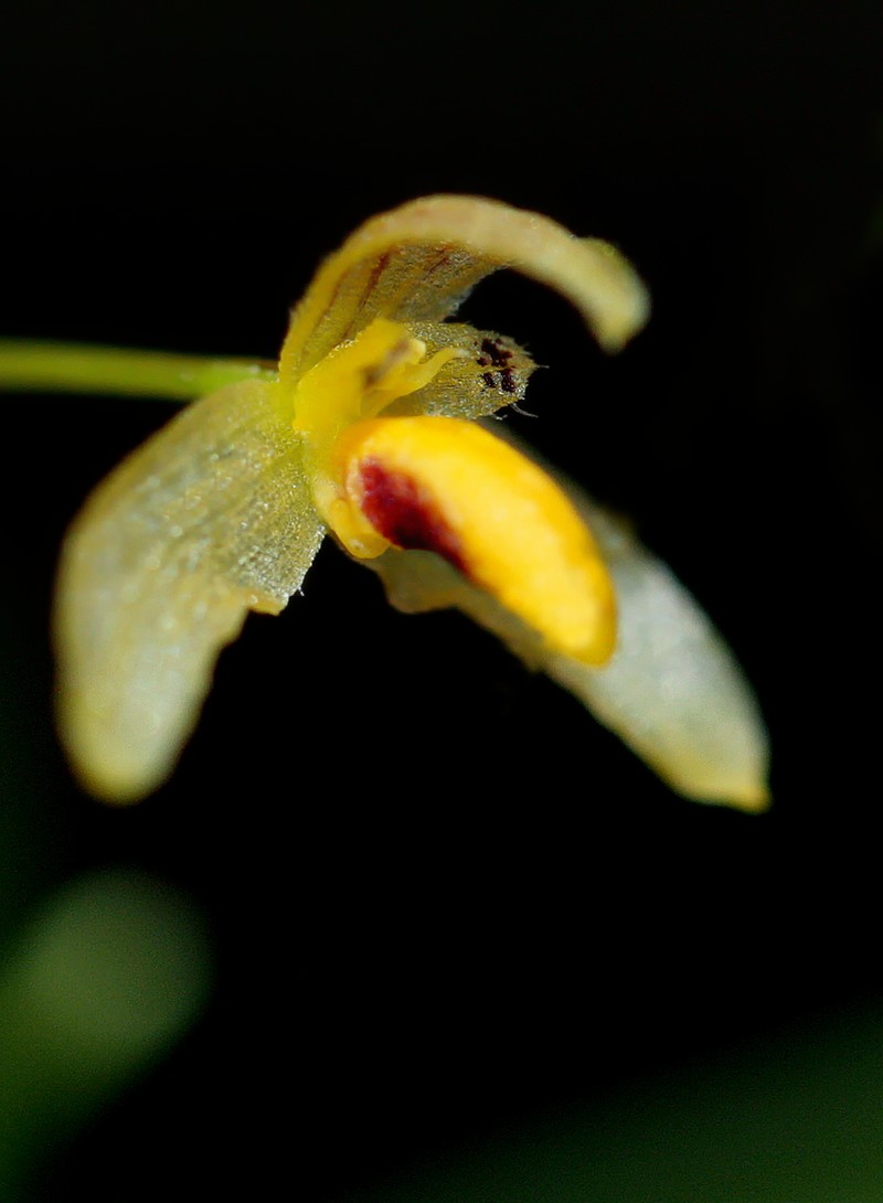 Bulbophyllum tenuifolium photo 7