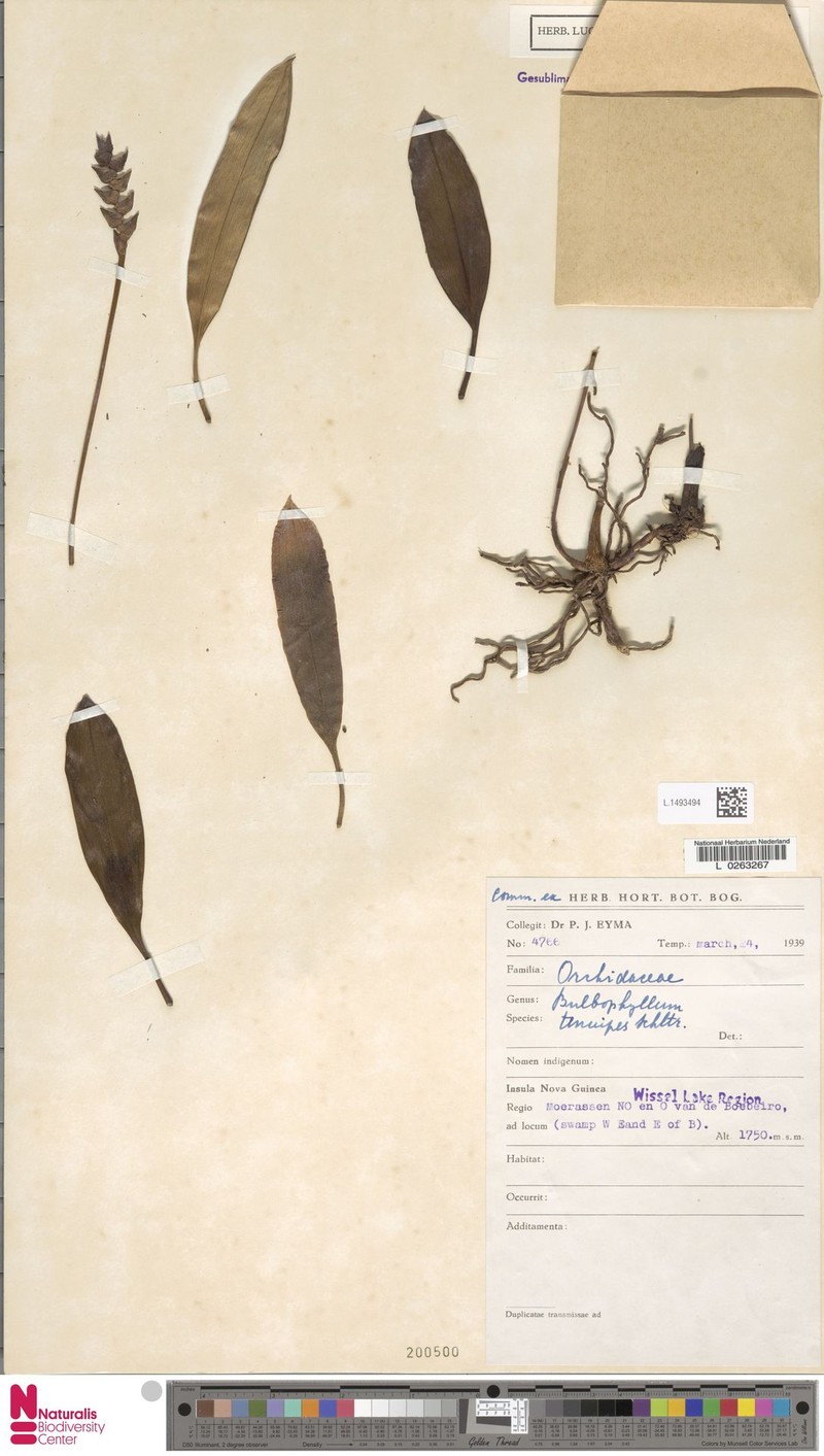 Bulbophyllum tenuipes