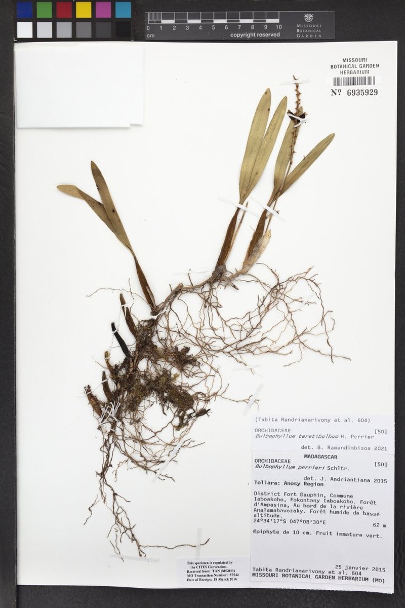 Bulbophyllum teretibulbum