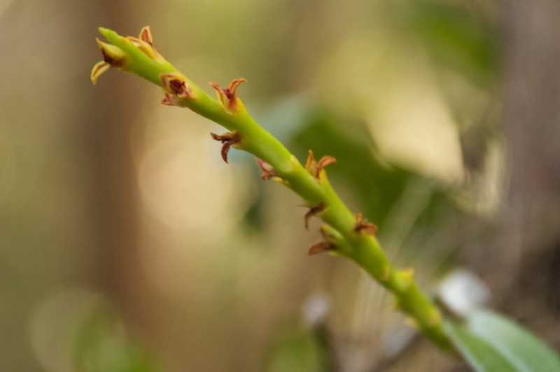 Bulbophyllum teretibulbum photo 2