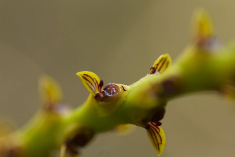 Bulbophyllum teretibulbum photo 3