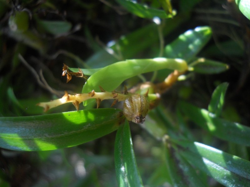 Bulbophyllum teretibulbum photo 4