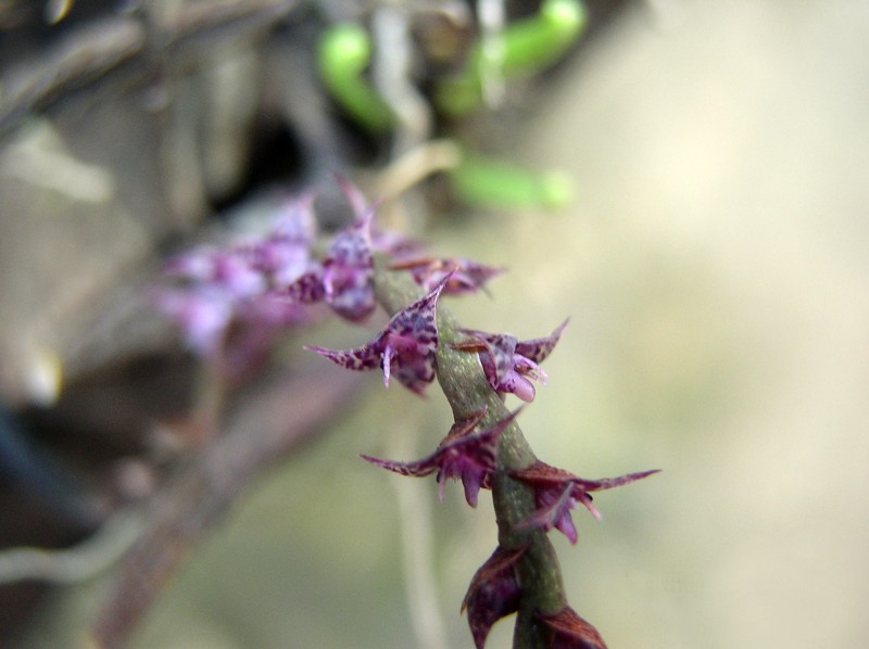 Bulbophyllum teretifolium