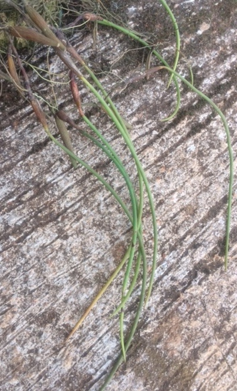 Bulbophyllum teretifolium photo 3