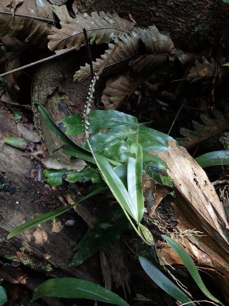 Bulbophyllum tetragonum