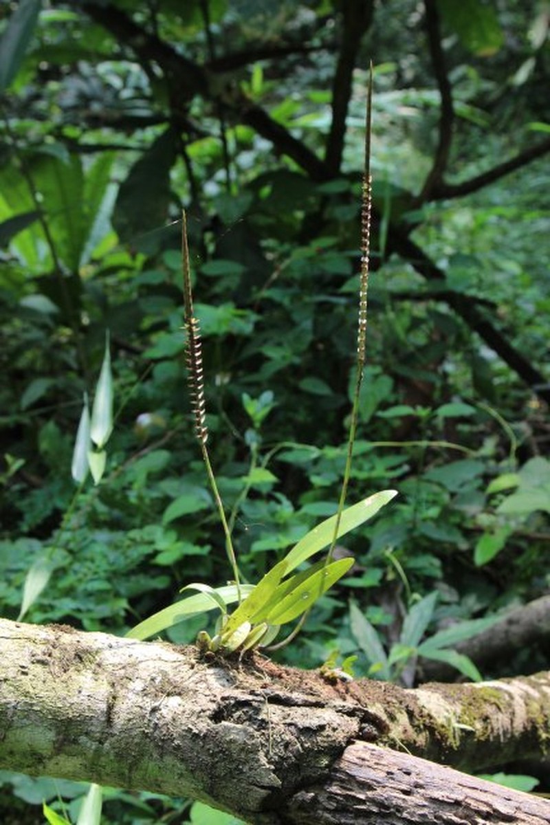 Bulbophyllum tetragonum photo 2