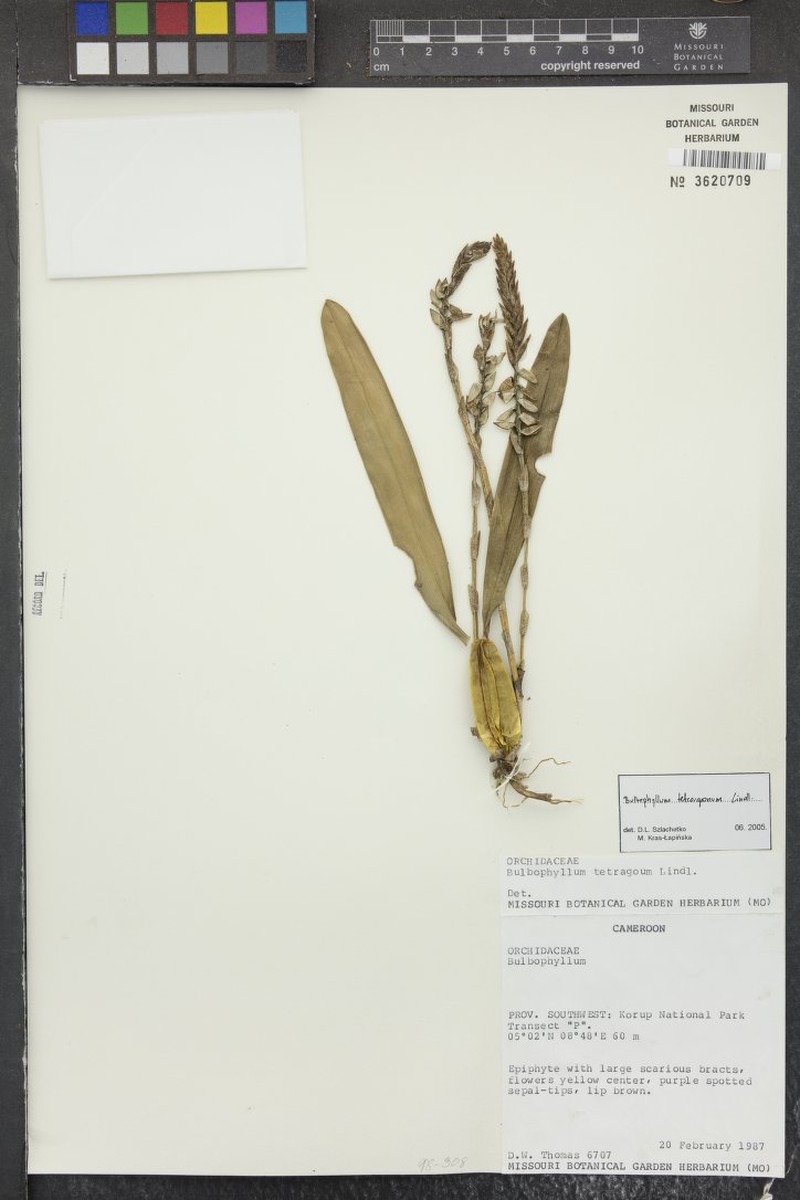 Bulbophyllum tetragonum photo 3