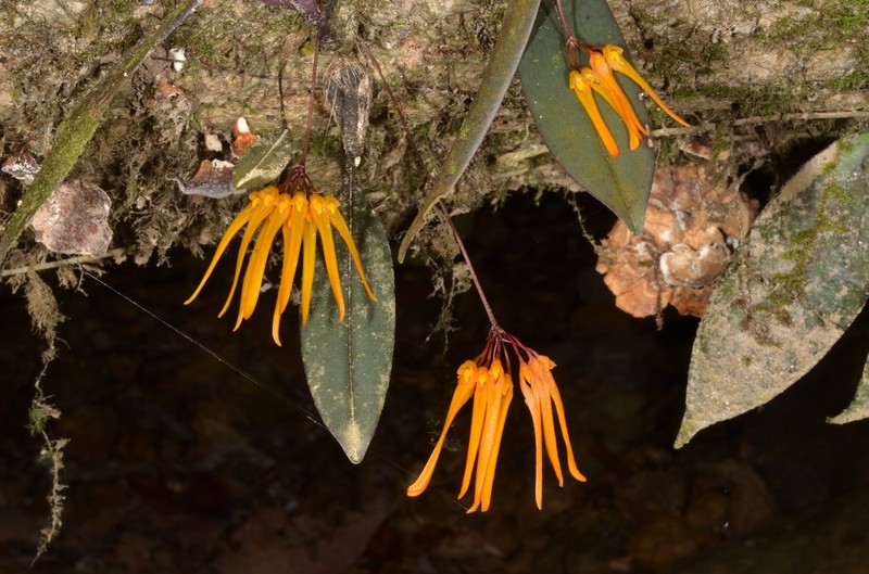 Bulbophyllum thaiorum photo 2