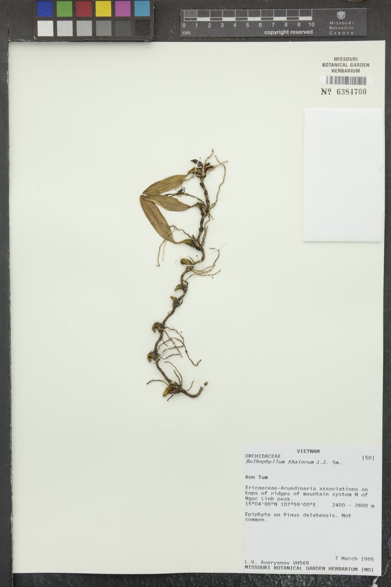Bulbophyllum thaiorum photo 3