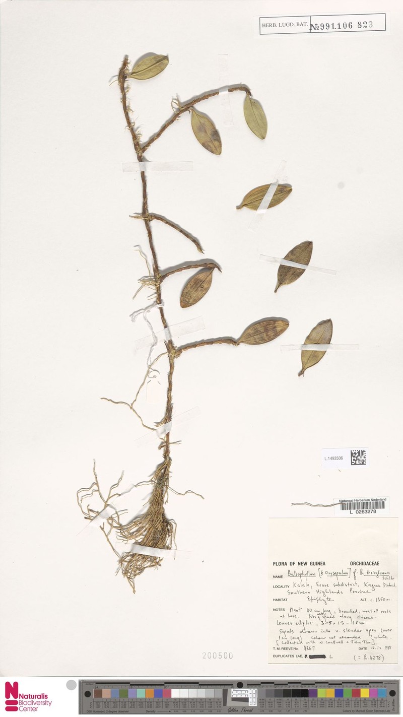 Bulbophyllum theioglossum