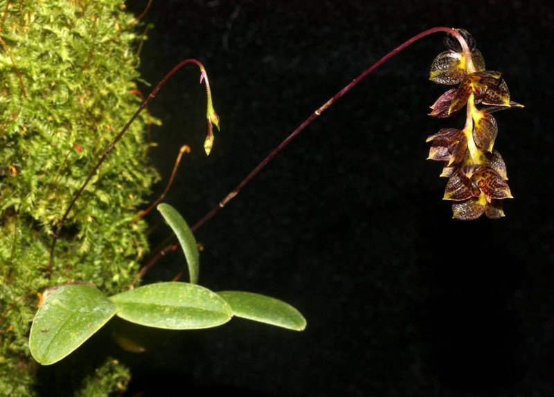 Bulbophyllum therezienii