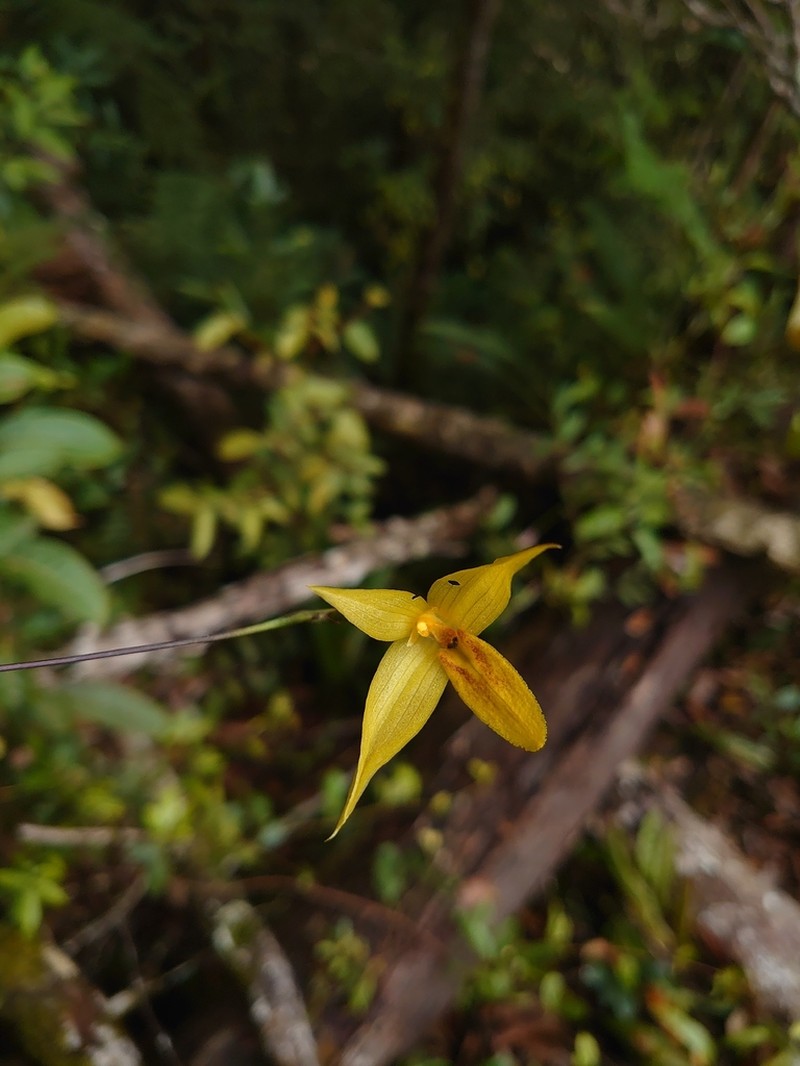 Bulbophyllum thrixspermoides