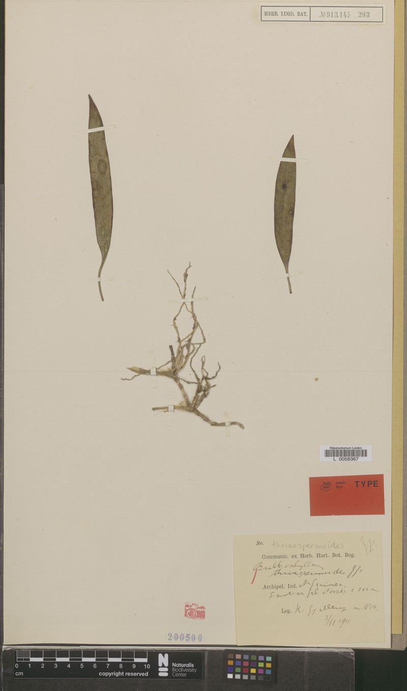 Bulbophyllum thrixspermoides photo 3