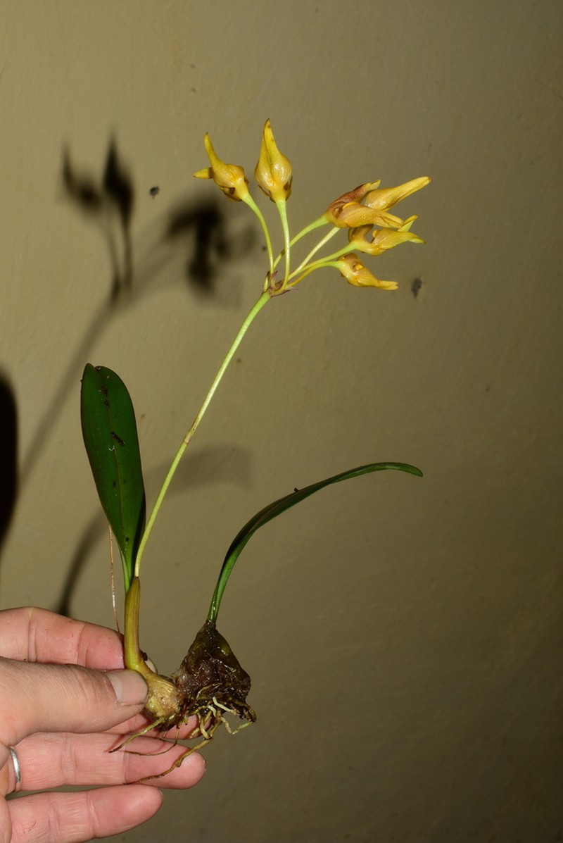 Bulbophyllum thydoi