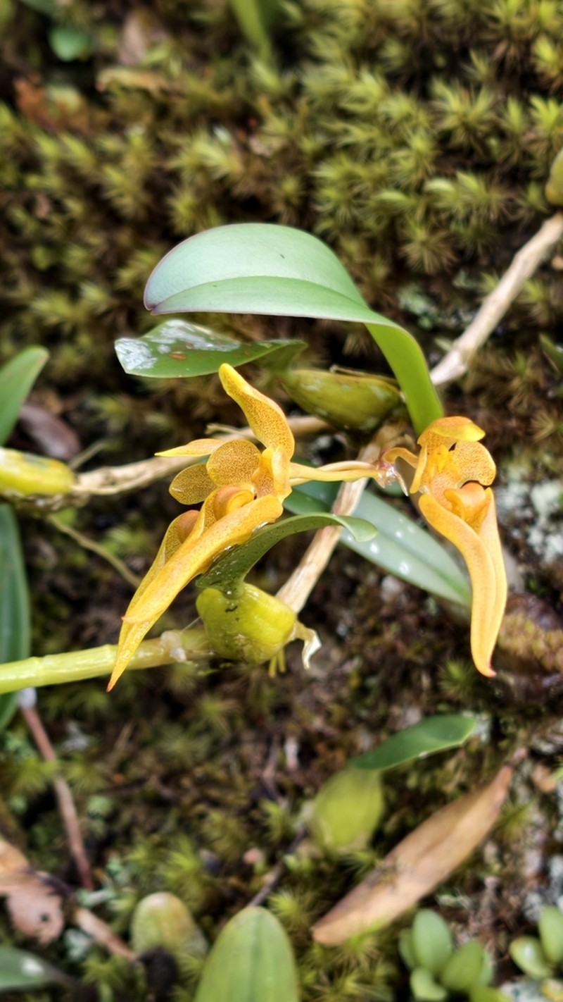 Bulbophyllum thydoi photo 2