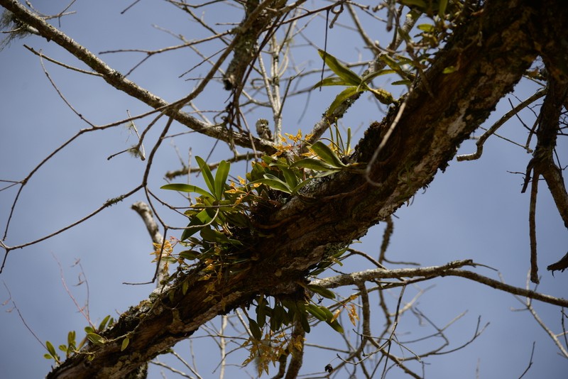 Bulbophyllum thydoi photo 3