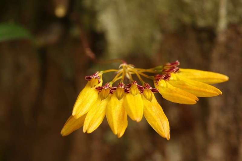 Bulbophyllum tigridum photo 3