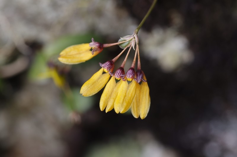 Bulbophyllum tigridum photo 4