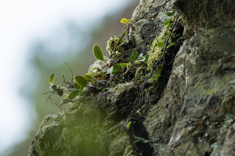 Bulbophyllum tigridum photo 6