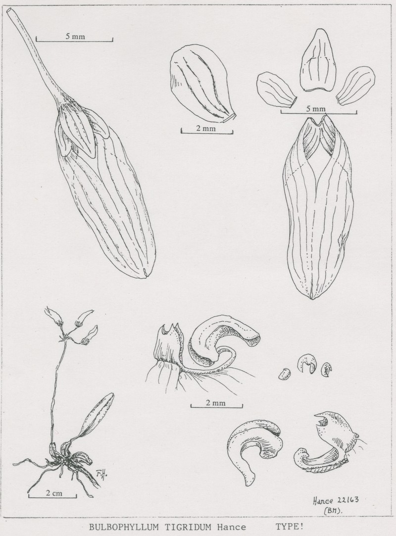 Bulbophyllum tigridum