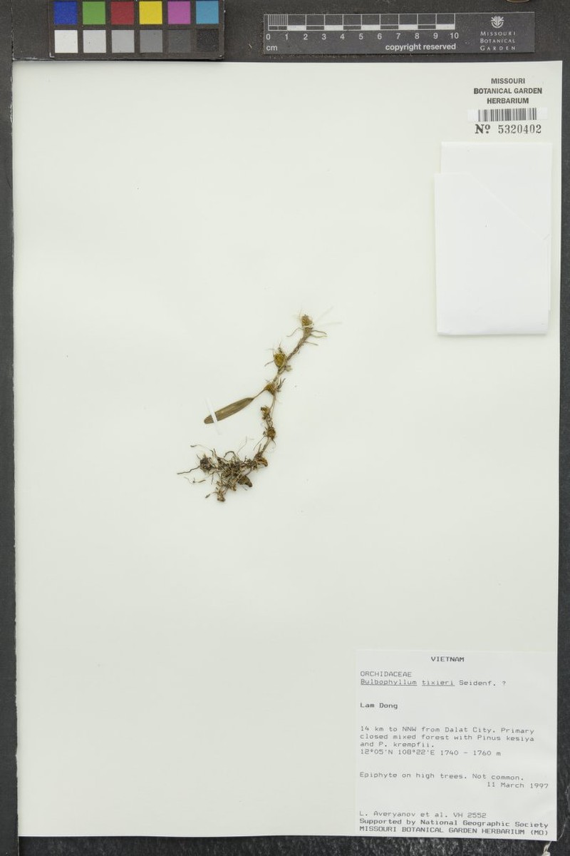 Bulbophyllum tixieri
