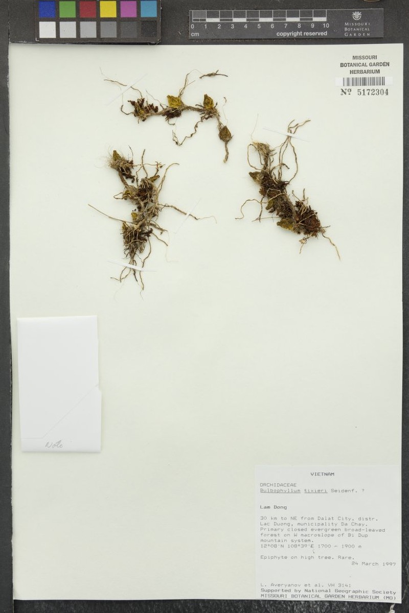 Bulbophyllum tixieri photo 2